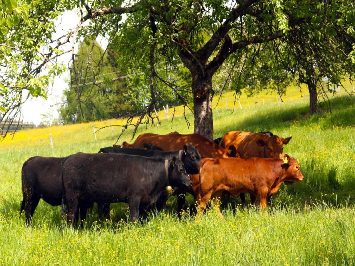 Ferienwohnungen Berger Scheidegg Luaran gambar